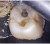 Smile Lite MDP - подсветка для дентальной фотографии, для смартфона